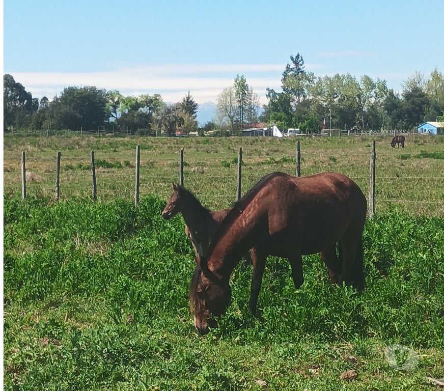 Parcelas en Venta Talca Pelarco - Fotos de Parcelas de media hectarea