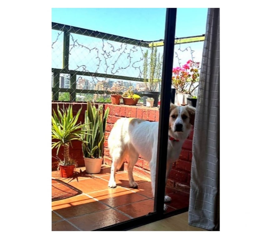 Adopción ed Animales Santiago Santiago - Fotos de SEDITA, mezcla Jack Russell