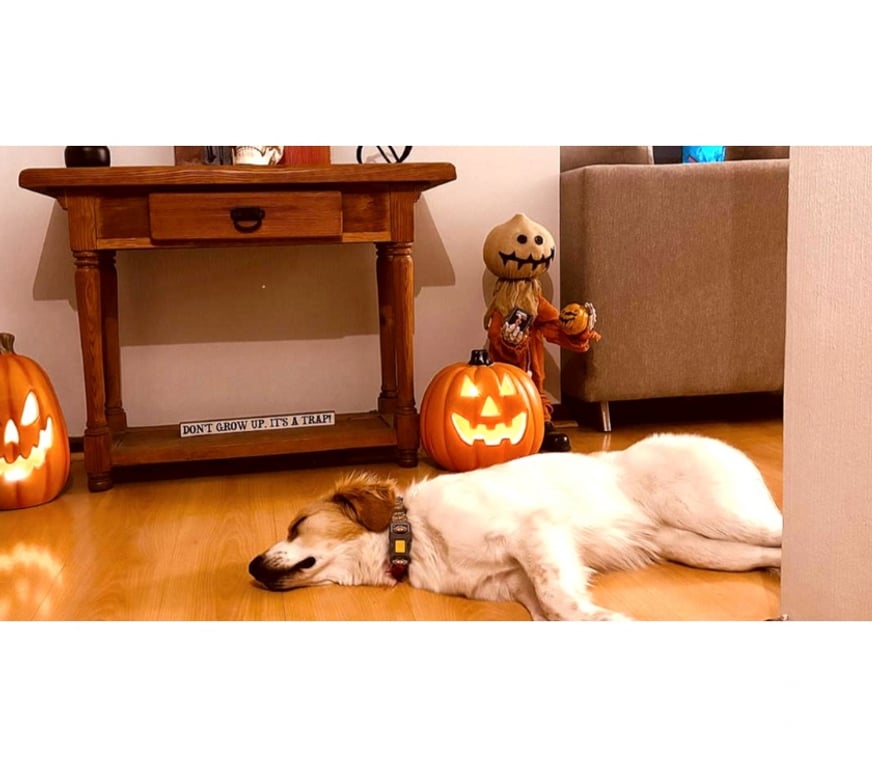 Adopción ed Animales Santiago Santiago - Fotos de SEDITA, mezcla Jack Russell