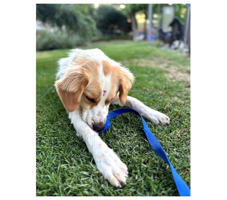 Adopción ed Animales Santiago Santiago - Fotos de SEDITA, mezcla Jack Russell