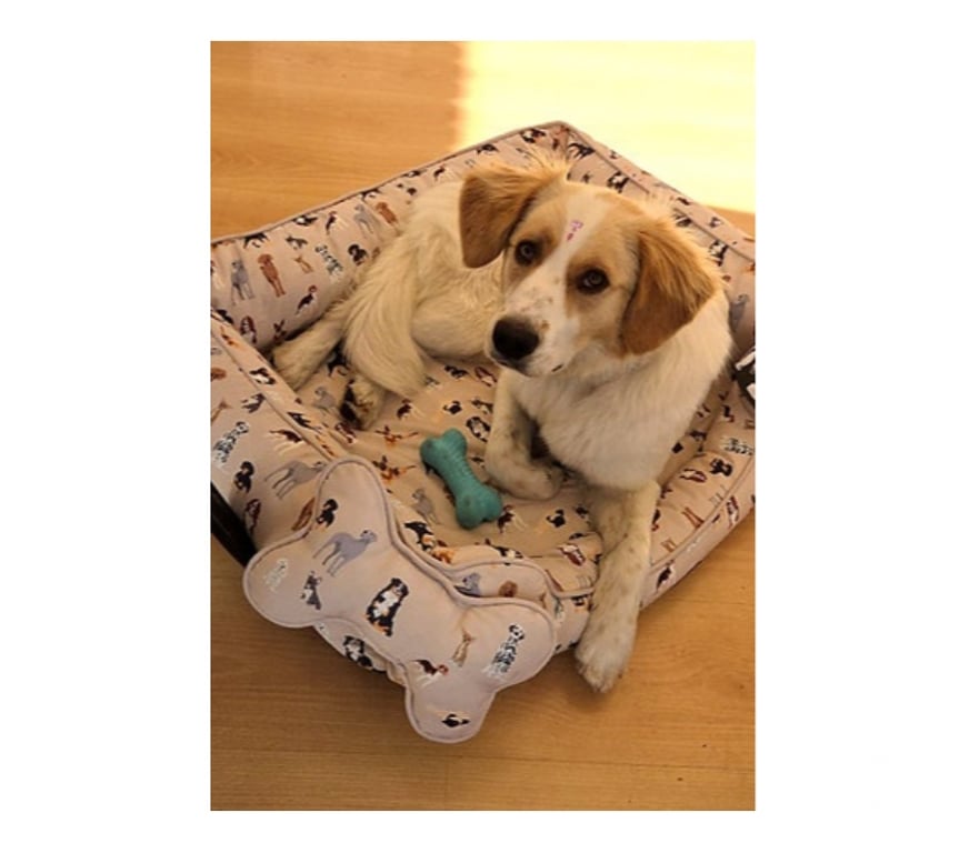 Adopción ed Animales Santiago Santiago - Fotos de SEDITA, mezcla Jack Russell