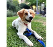 SEDITA, mezcla Jack Russell