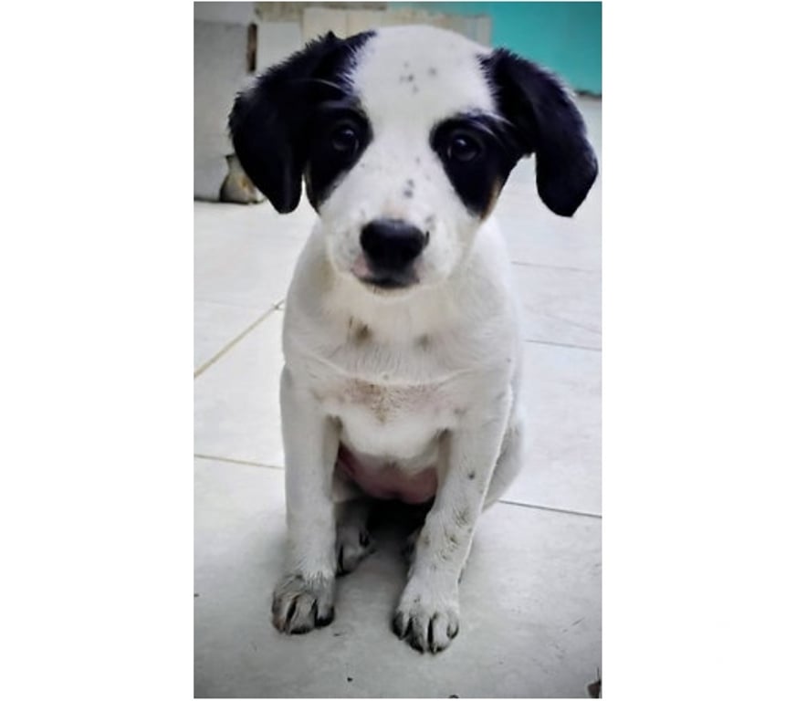 Adopción ed Animales Santiago Santiago - Fotos de PERDITA, cachorra 2 a 3 meses