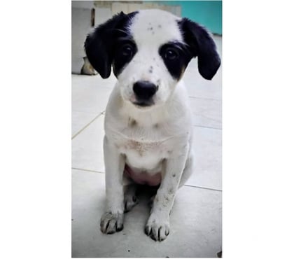 Adopción de Perros Santiago Santiago - Fotos de PERDITA, cachorra 2 a 3 meses