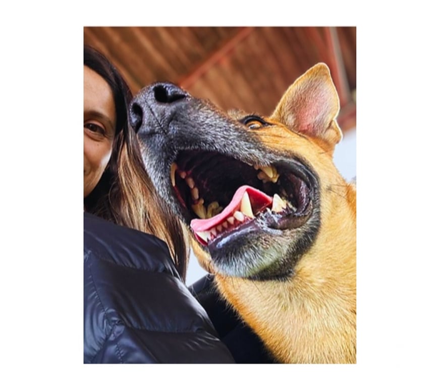 Adopción ed Animales Santiago Santiago - Fotos de Laika Hermosa mestiza de Perro de Carolina