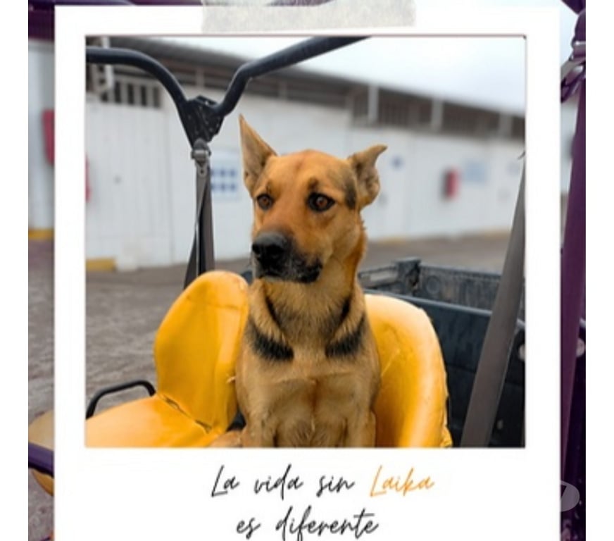 Adopción ed Animales Santiago Santiago - Fotos de Laika Hermosa mestiza de Perro de Carolina