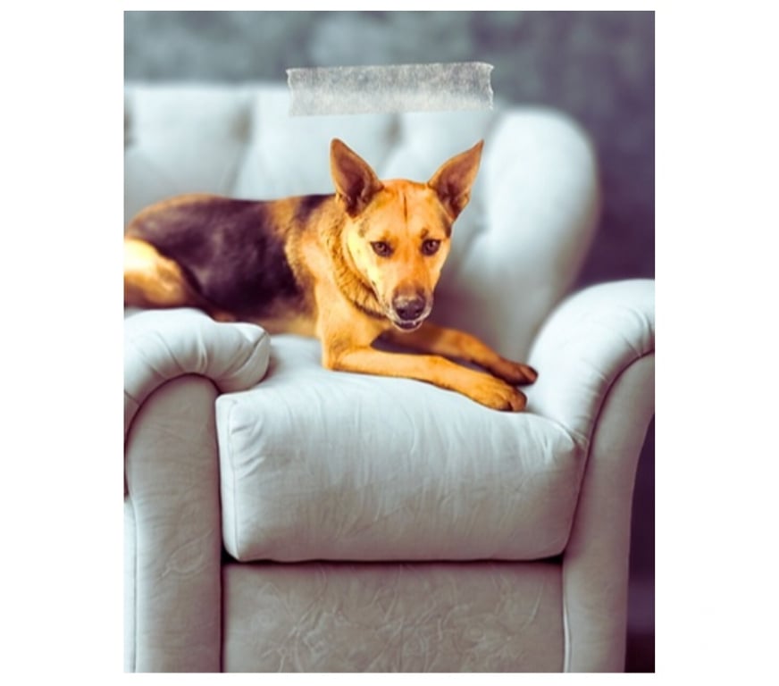 Adopción ed Animales Santiago Santiago - Fotos de Laika Hermosa mestiza de Perro de Carolina