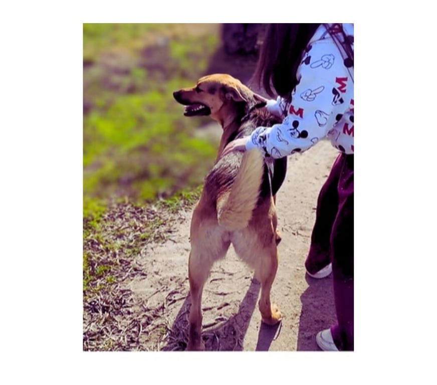 Adopción ed Animales Santiago Santiago - Fotos de Laika Hermosa mestiza de Perro de Carolina