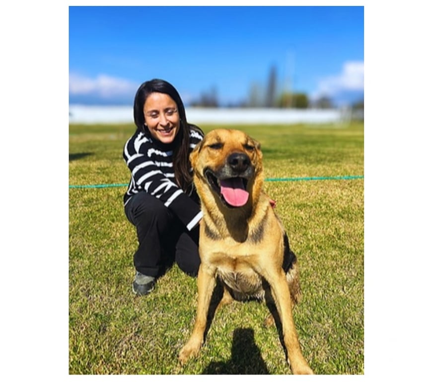 Adopción ed Animales Santiago Santiago - Fotos de Laika Hermosa mestiza de Perro de Carolina