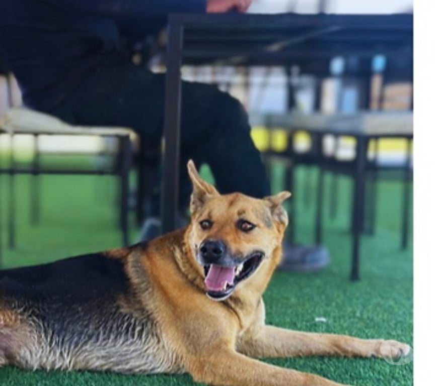 Adopción ed Animales Santiago Santiago - Fotos de Laika Hermosa mestiza de Perro de Carolina