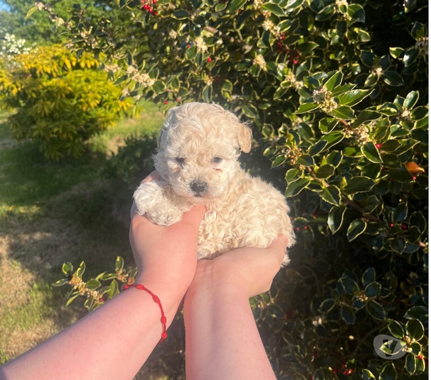Gatos en Venta Llanquihue Puerto Montt - Fotos de Cachorras Poodle Toy en Puerto Montt $450.000