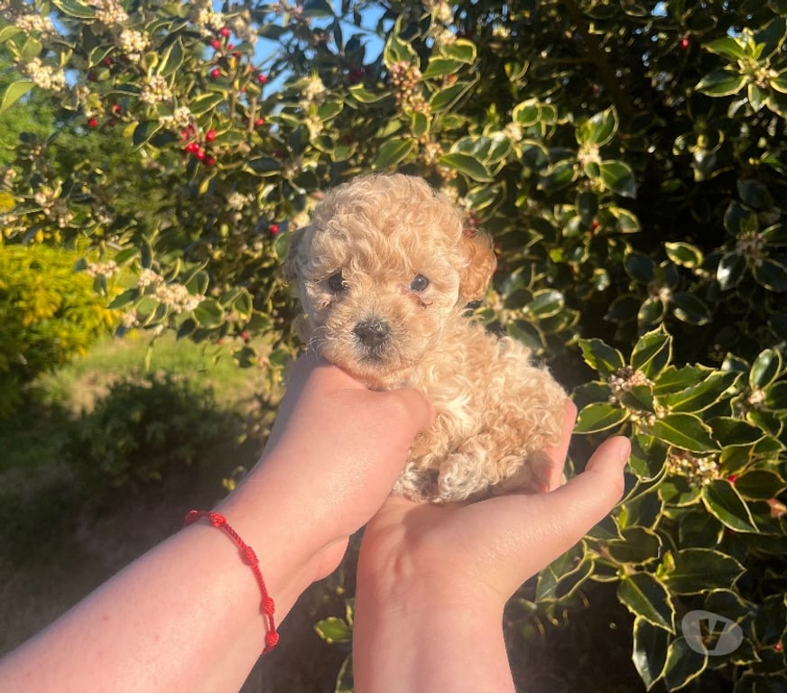 Gatos en Venta Llanquihue Puerto Montt - Fotos de Cachorras Poodle Toy en Puerto Montt $450.000