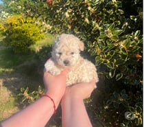 Cachorras Poodle Toy en Puerto Montt $450.000