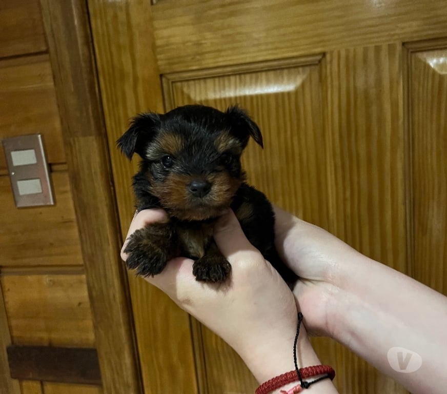 Gatos en Venta Llanquihue Puerto Montt - Fotos de Cachorra Yorkshire en Puerto Montt $450.000