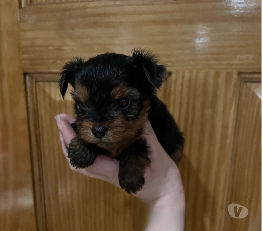 Gatos en Venta Llanquihue Puerto Montt - Fotos de Cachorra Yorkshire en Puerto Montt $450.000