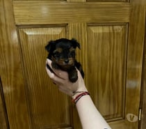 Cachorra Yorkshire en Puerto Montt $450.000