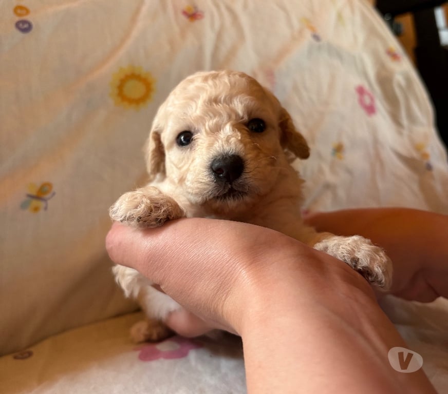 Gatos en Venta Concepción Santa Juana - Fotos de Cachorros Poodle toy