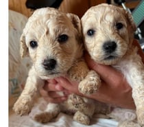 Cachorros Poodle toy