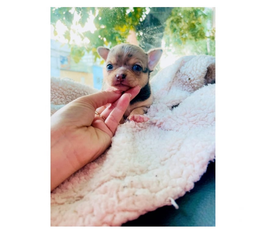 Gatos en Venta Santiago La Cisterna - Fotos de Hermosa chihuahua merle exótica 🩷🌈