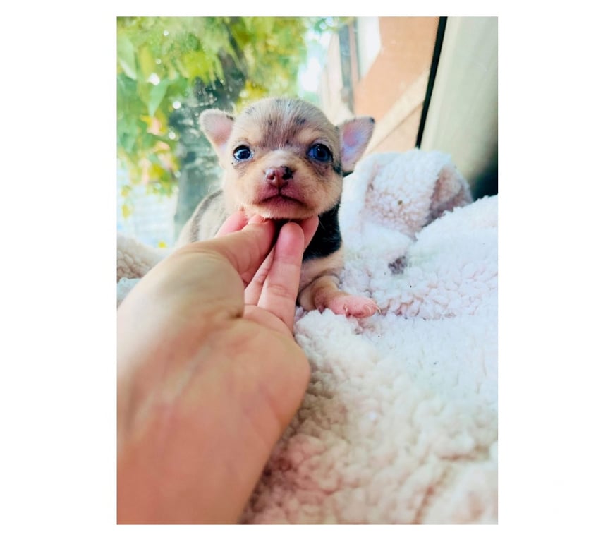 Gatos en Venta Santiago La Cisterna - Fotos de Hermosa chihuahua merle exótica 🩷🌈