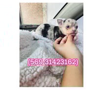 Hermosa chihuahua merle exótica 🩷🌈