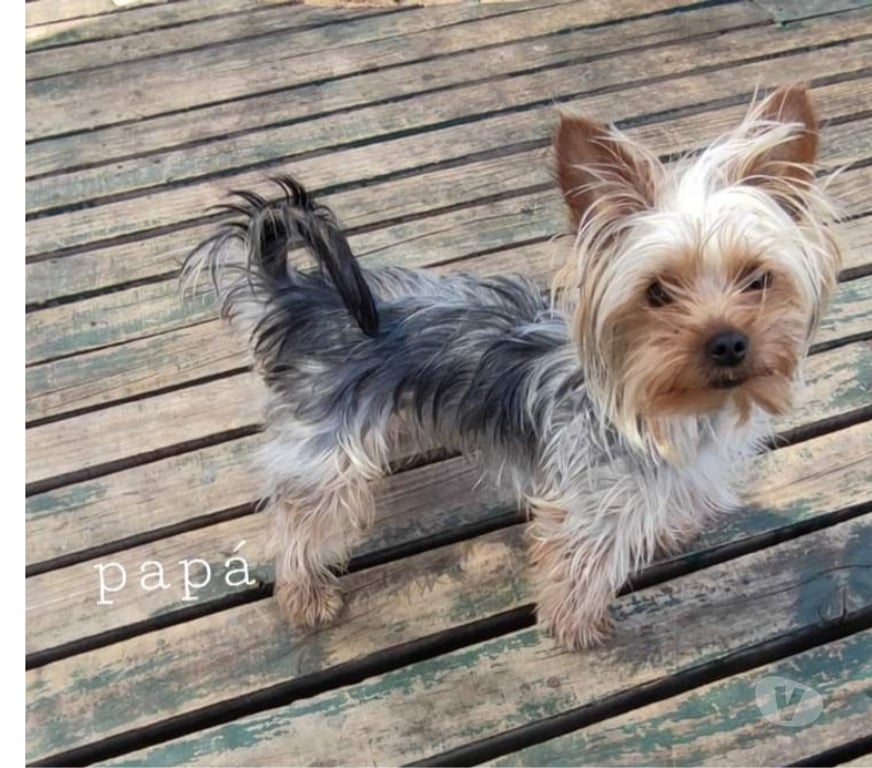 Gatos en Venta Santiago Conchalí - Fotos de Yorkshire Terrier