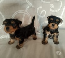 Yorkshire Terrier