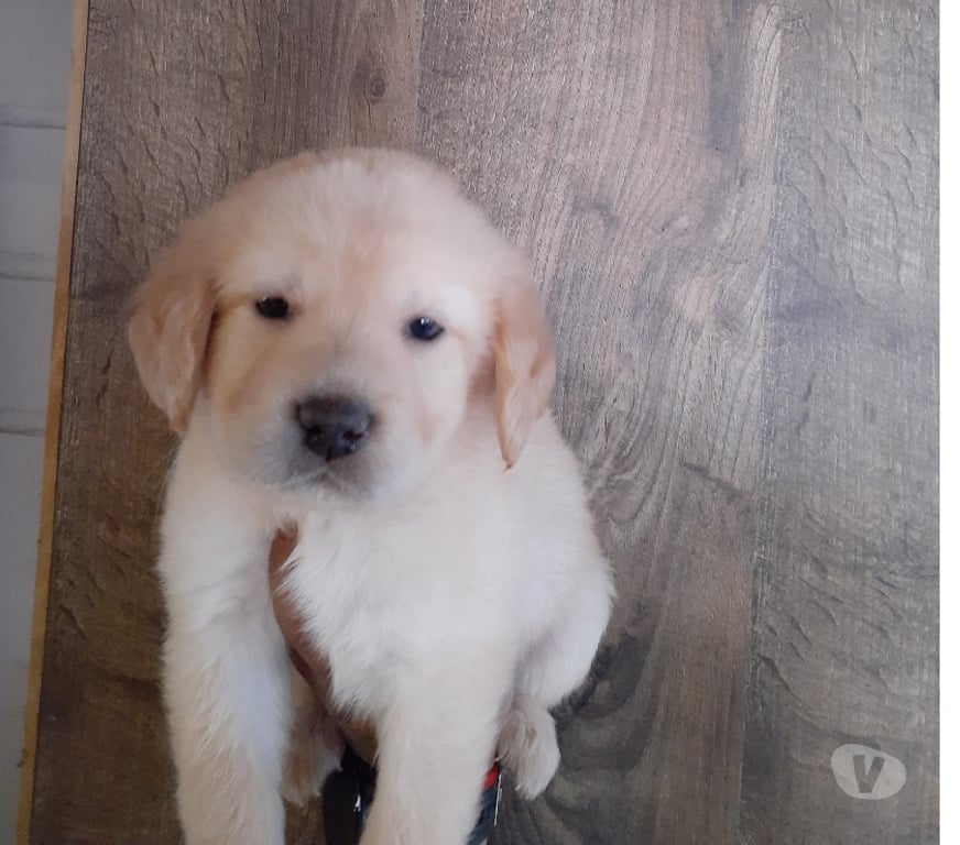 Gatos en Venta Santiago Maipú - Fotos de Golden retr. Cachorritos