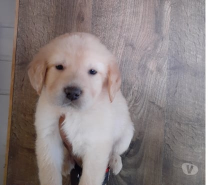 Mascotas en Venta Maipú Santiago - Fotos de Golden retr. Cachorritos