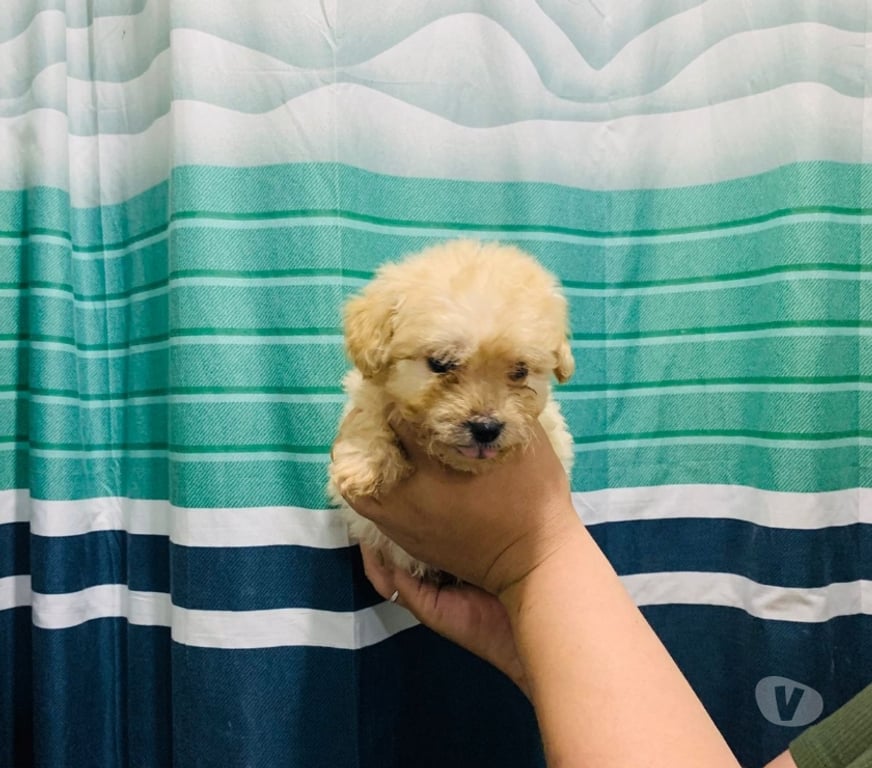 Gatos en Venta Maipo San Bernardo - Fotos de Hermoso machito poodles mini toys 180 mil