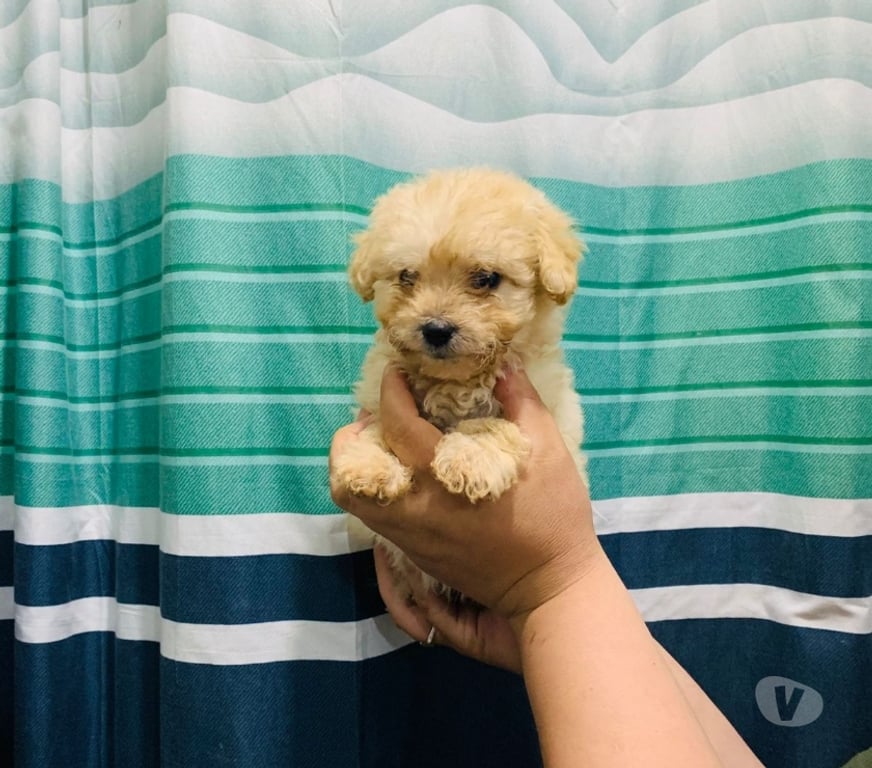 Gatos en Venta Maipo San Bernardo - Fotos de Hermoso machito poodles mini toys 180 mil