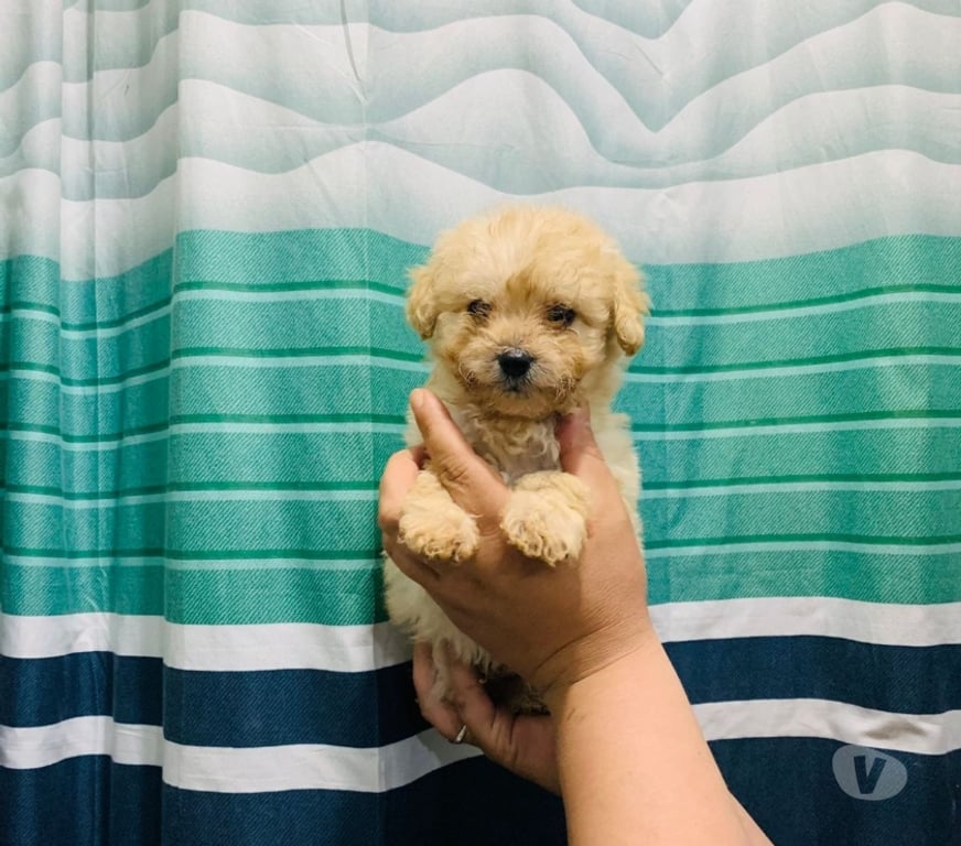 Gatos en Venta Maipo San Bernardo - Fotos de Hermoso machito poodles mini toys 180 mil