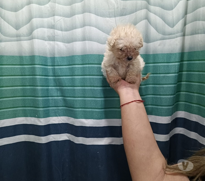 Perros en Venta San Bernardo Maipo - Fotos de Hermoso machito poodles micro toys 220