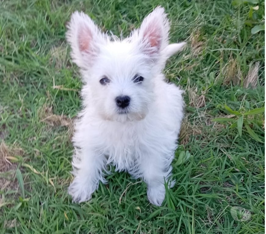 Gatos en Venta Maipo Paine - Fotos de Machitos Westy 2 meses
