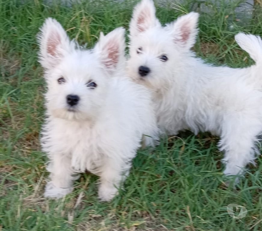 Gatos en Venta Maipo Paine - Fotos de Machitos Westy 2 meses