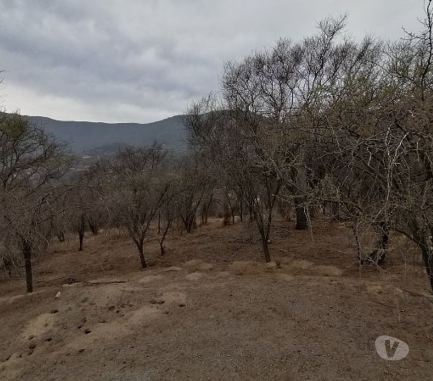 Parcelas en Venta Quillota Hijuelas - Fotos de TERRENO EN PENDIENTE SUAVE, OASIS DE LA CAMPANA