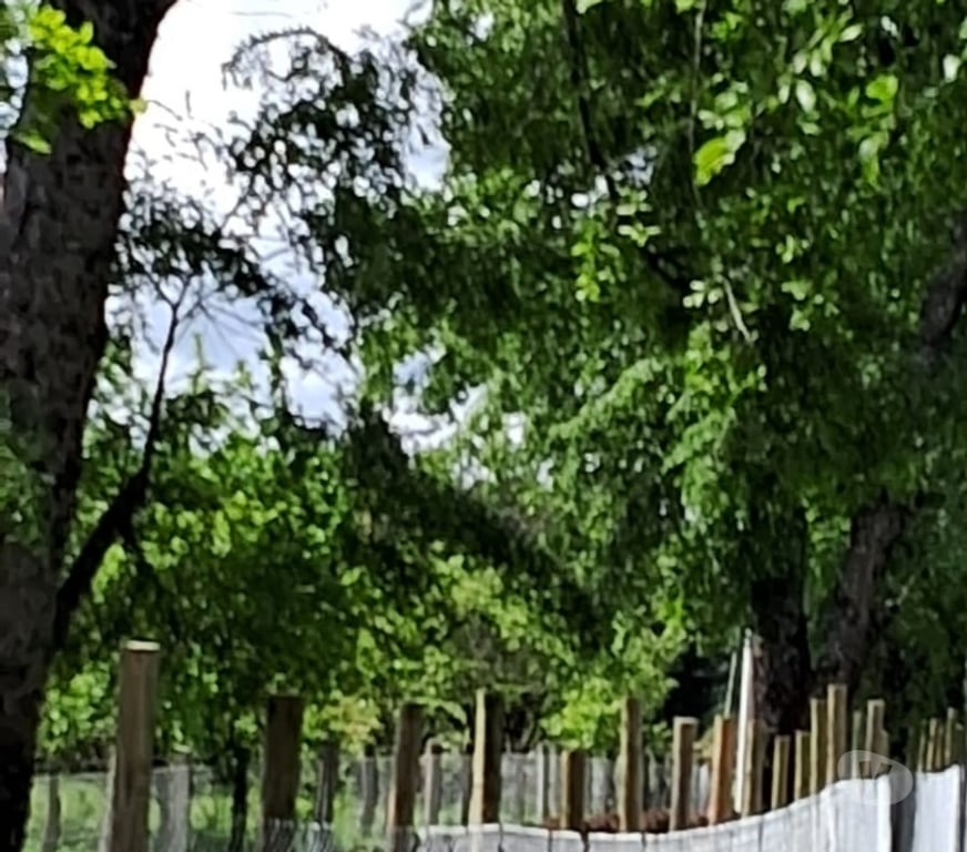 Parcelas en Venta Bío-Bío Quilaco - Fotos de Parcela de 4,5 hás en Quilaco-Los Angeles con 9 Lotes