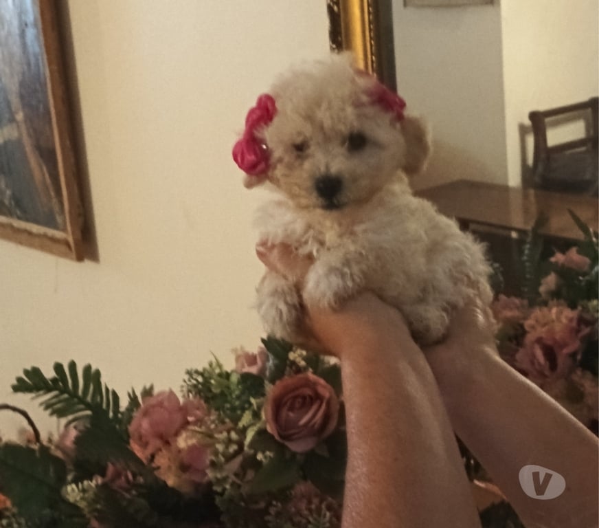 Gatos en Venta Valparaíso Villa Alemana - Fotos de Hermosa hembrita Poodle Mini Toy