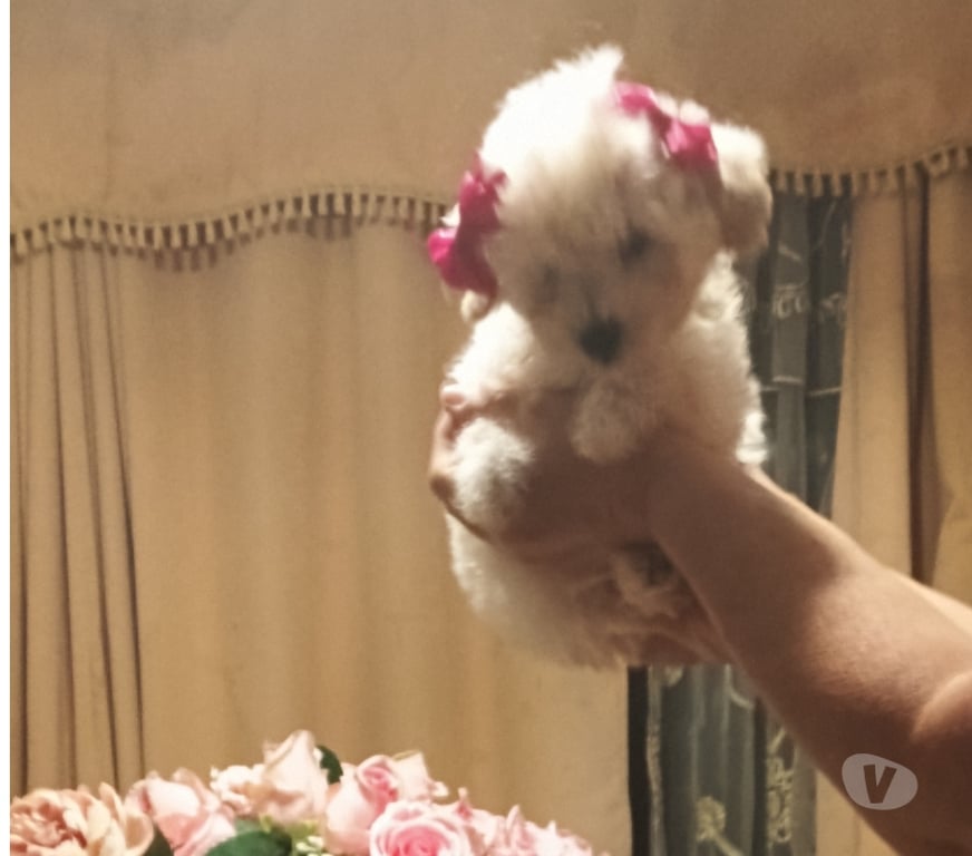 Gatos en Venta Valparaíso Villa Alemana - Fotos de Hermosa hembrita Poodle Mini Toy