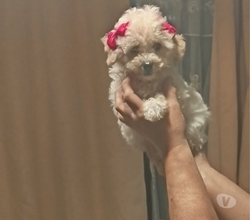 Gatos en Venta Valparaíso Villa Alemana - Fotos de Hermosa hembrita Poodle Mini Toy
