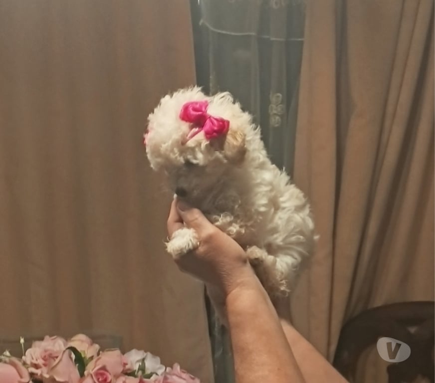 Gatos en Venta Valparaíso Villa Alemana - Fotos de Hermosa hembrita Poodle Mini Toy