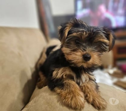 Mascotas en Venta Concepción Concepción - Fotos de Mascota Yorkshire