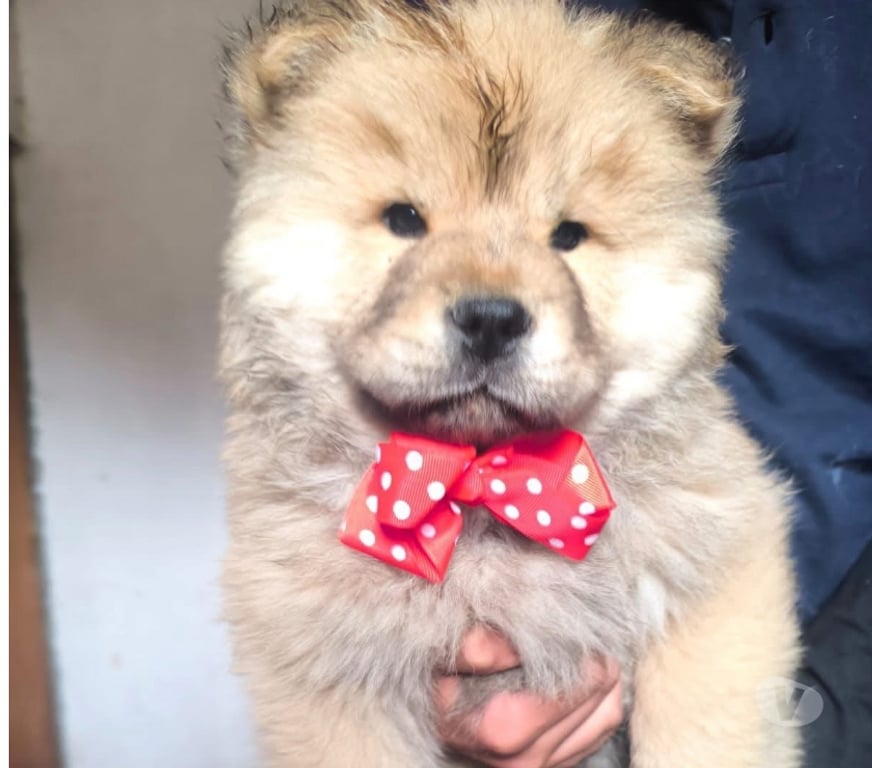 Gatos en Venta Concepción Concepción - Fotos de Hermosos cachorros Chow Chow