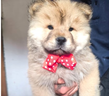 Perros en Venta Concepción Concepción - Fotos de Hermosos cachorros Chow Chow
