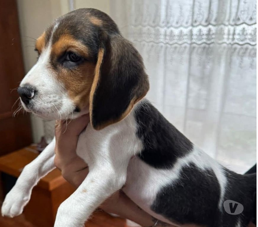 Gatos en Venta Concepción Concepción - Fotos de Cachorritos beagles