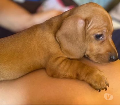Venta de Mascotas Concepción Concepción - Fotos de Cachorritos salchicha
