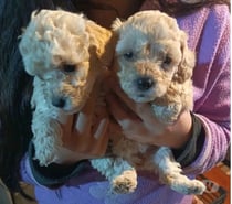Cachorros Poodle toy santiago