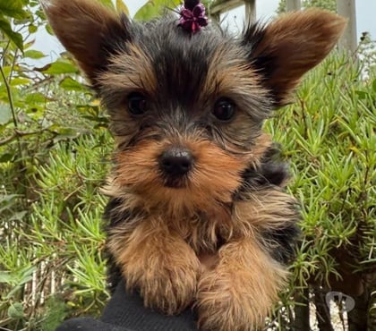 Gatos en Venta Santiago Santiago - Fotos de Hermosos Yorkshire santiago