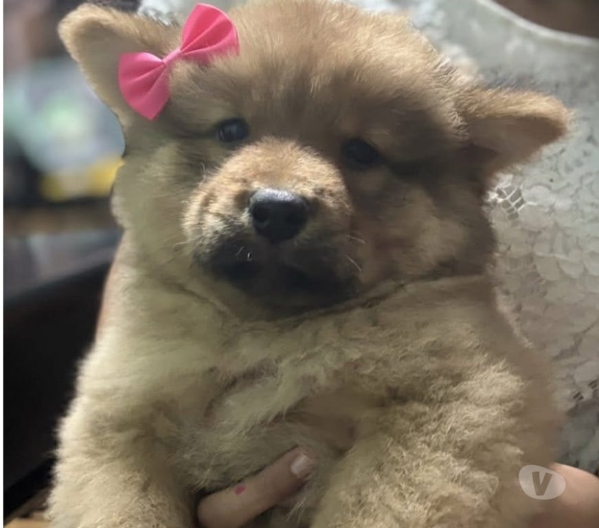 Gatos en Venta Santiago Santiago - Fotos de Cachorritos Chow Chow