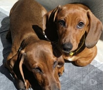 Cachorros salchichas